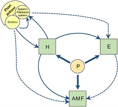 Unraveling the Initial Plant Hormone Signaling, Metabolic Mechanisms and Plant Defense Triggering the Endomycorrhizal Symbiosis Behavior